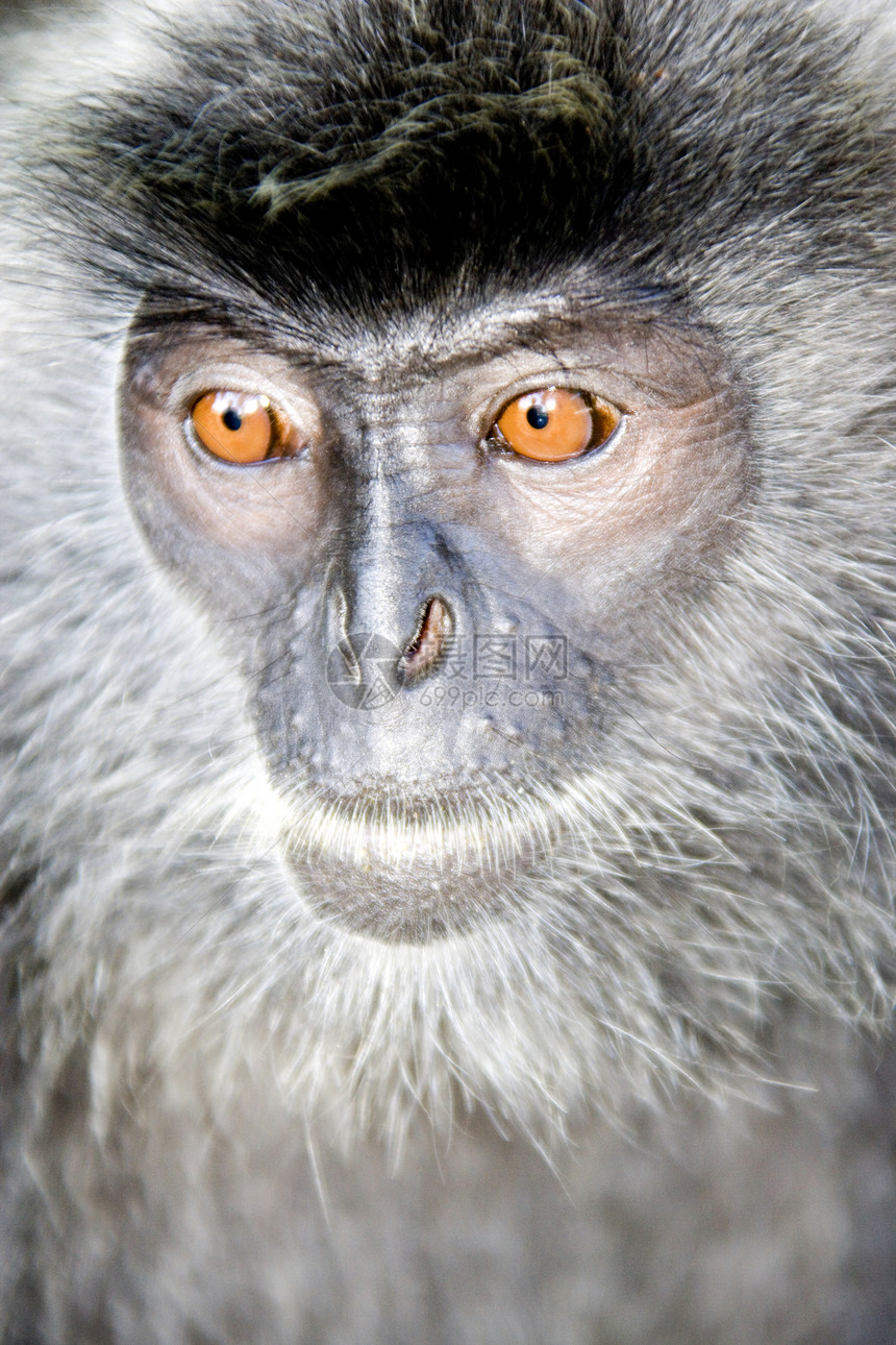 猴子动物园毛皮动物荒野野生动物宠物哺乳动物灵长类眼睛丛林图片