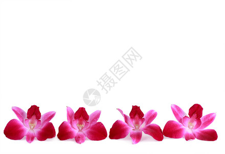 兰花粉色背景图片