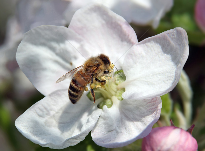 蜜蜂白色乡村树叶叶子宏观动物群花瓣植物学昆虫苹果花图片