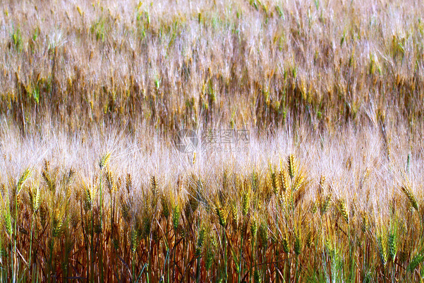小麦玉米稻草种子面包草本植物乡村谷物白色金子粮食图片