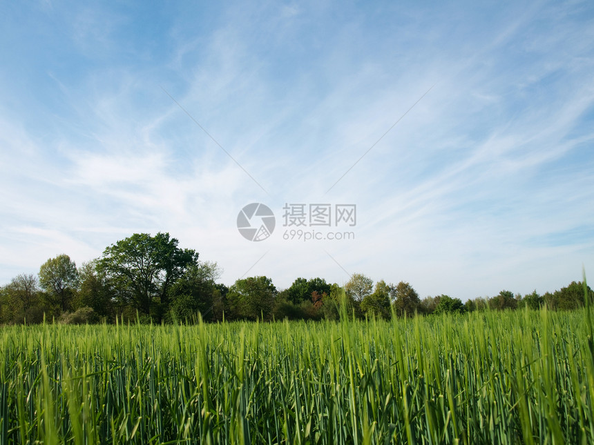 风景农村地区天空环境农业草本植物蓝色收成场地谷物植物食物图片