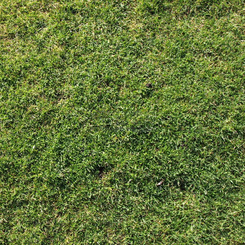 草地公园场地材料植被叶子绿色杂草植物花园树叶图片