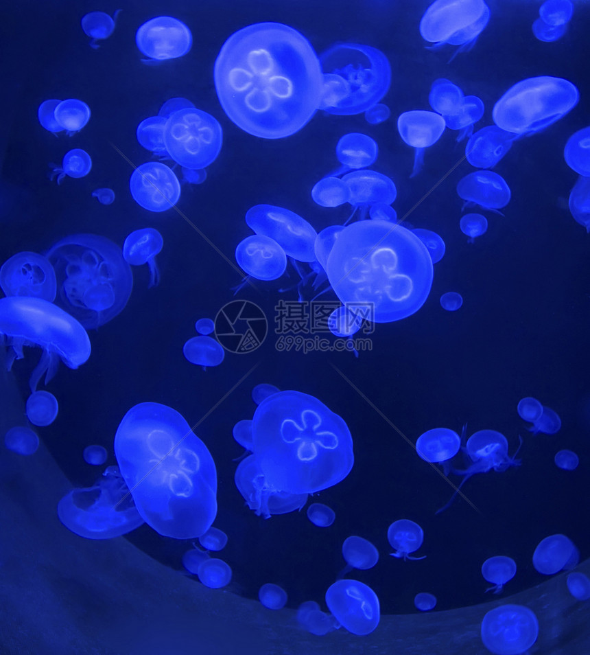 医疗蓝色动物海洋生物生活图片