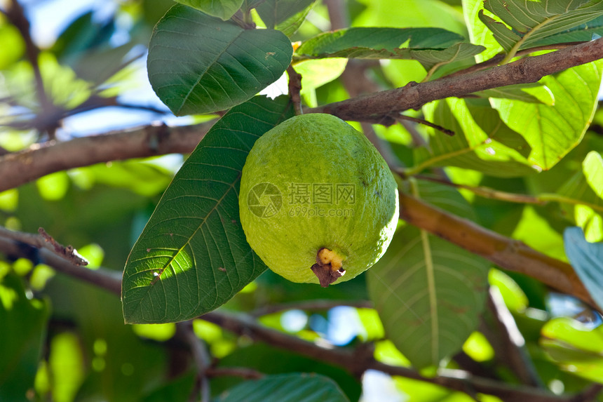 瓜瓦投标香味橙子营养纤维生长饮食种子矿物质水果图片