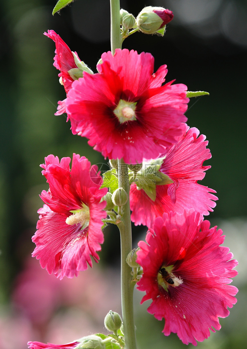 植物 鲜花红花草本植物龙花绿色斗篷花花朵红色棋盘绿叶图片