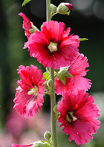 植物 鲜花红花草本植物龙花绿色斗篷花花朵红色棋盘绿叶背景图片