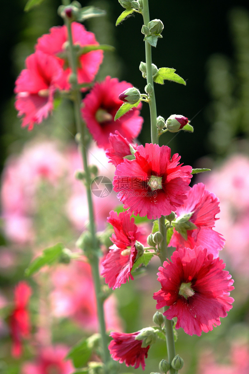 植物 鲜花红花花朵龙花草本植物斗篷花棋盘红色绿叶绿色图片