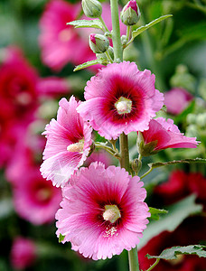 植物 鲜花绿色红花龙花花朵斗篷花红色棋盘草本植物绿叶背景图片