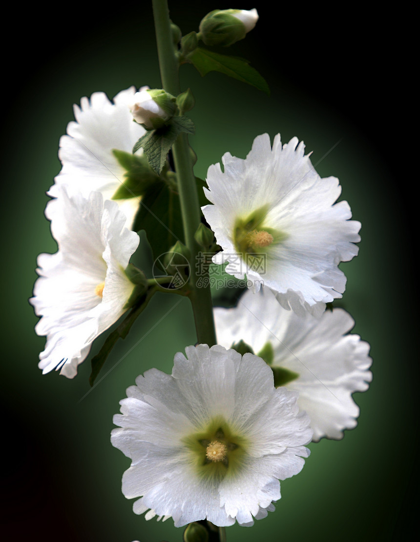 植物 鲜花绿叶棋盘绿色斗篷花红花红色草本植物龙花花朵图片