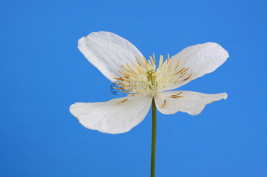 蒙塔纳阿尔巴花园花粉花瓣雄蕊植物黄色登山者白色图片