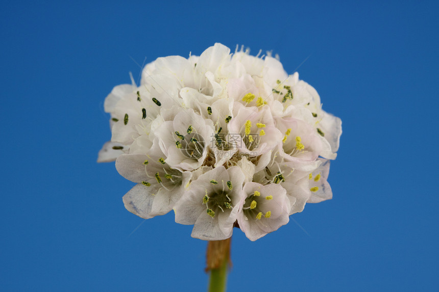 鲜花花瓣白色花粉假山雄蕊花园植物图片