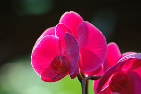 粉红色兰花热带芦荟草本植物兜兰花萼植物生物学花瓣风化荒野背景图片