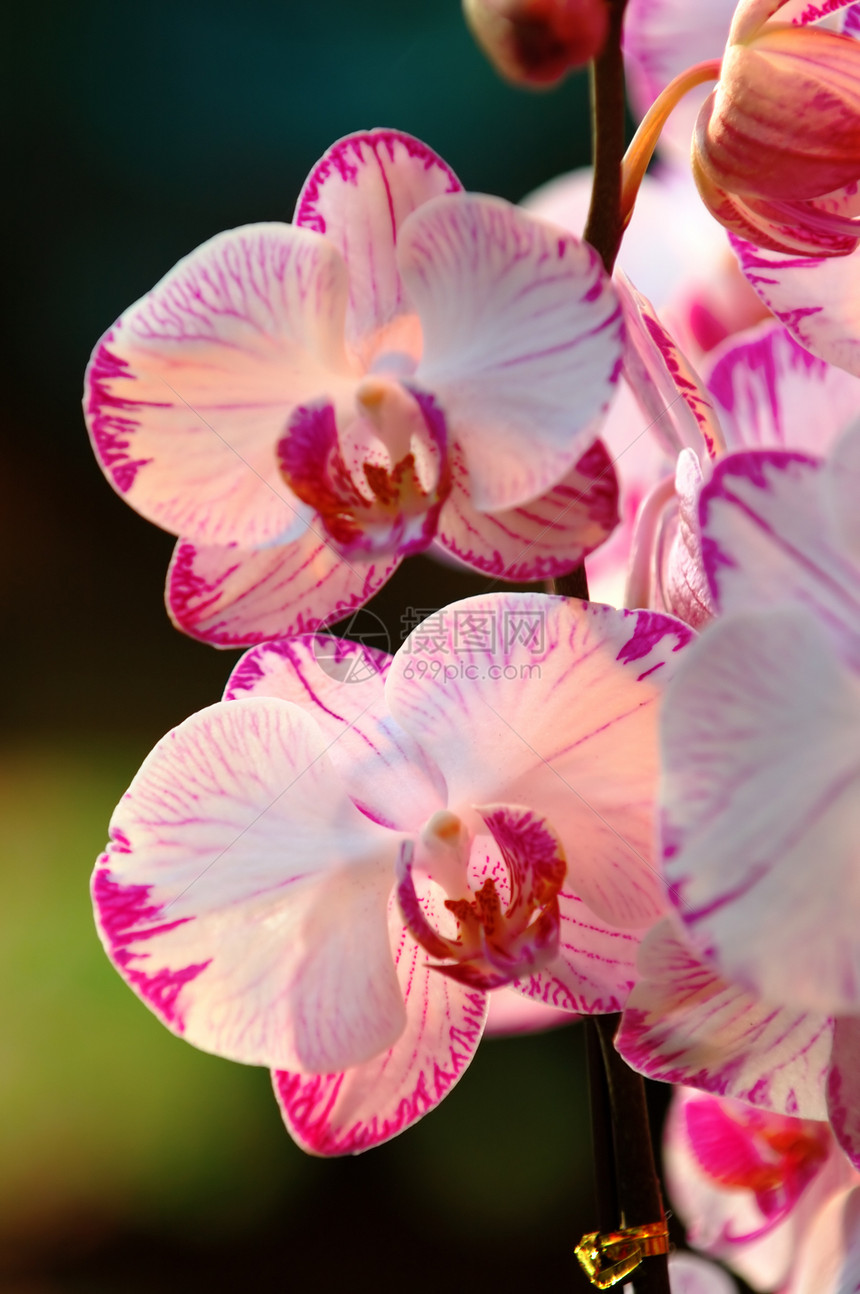 白兰花兜兰条纹花瓣栽培紫色植物学温室生物学风化花萼图片