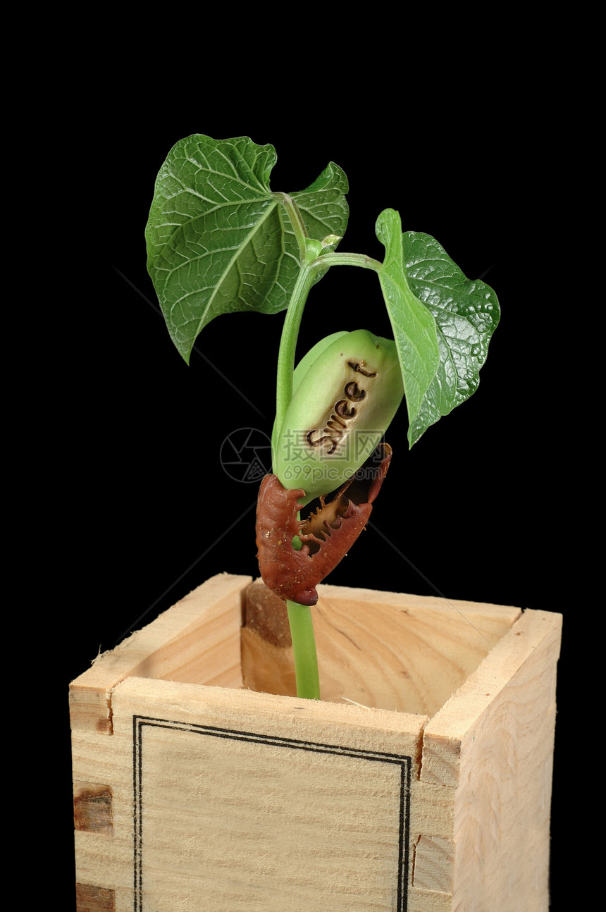成长豆豆生长植物学增殖种子绿色盒子花瓶栽培叶子生态图片