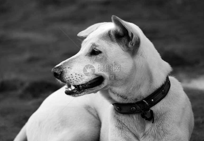 注意的白色狗狗宠物鼻子牙齿眼睛动物耳朵图片