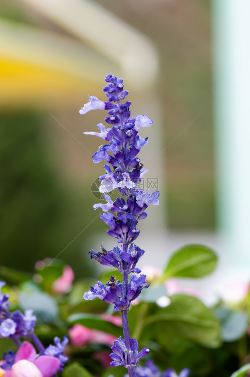 食用盐花园草本植物农场蓝色叶子草本生态环境绿色紫色图片