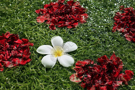 弗朗吉帕尼普卢梅利亚白色黄色红色花瓣异国鸡蛋花粉色植物植物群情调背景图片