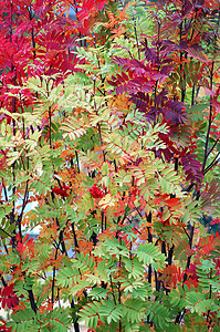 彩色叶子树木背景图片