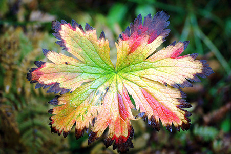 彩色叶叶植物叶子背景图片