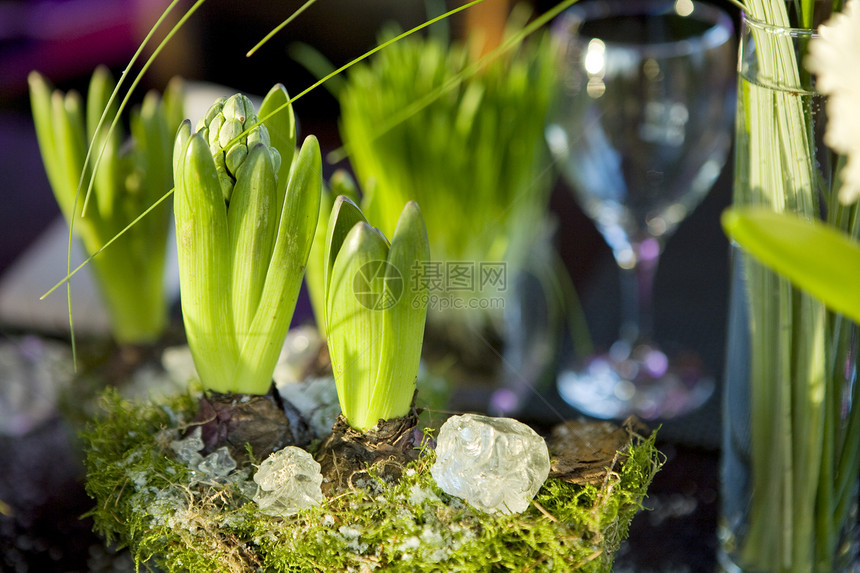 餐桌装饰品 Hyacinth花店桌子蓝色花瓣紫丁香餐厅季节苔藓投标植物图片