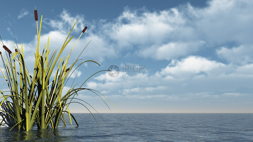 瑞发波浪植物群芦苇蓝色插图天空图片
