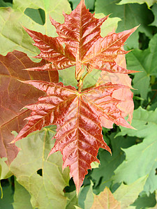树叶静脉绿色红色叶子季节感恩梧桐树背景图片