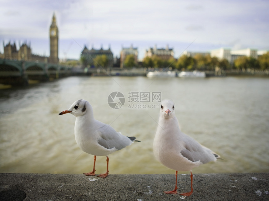 海鸥在伦敦飞行 英国图片