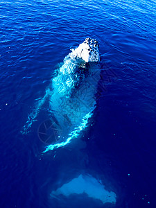 大型蓝海中大沉积的鲸鱼背景图片