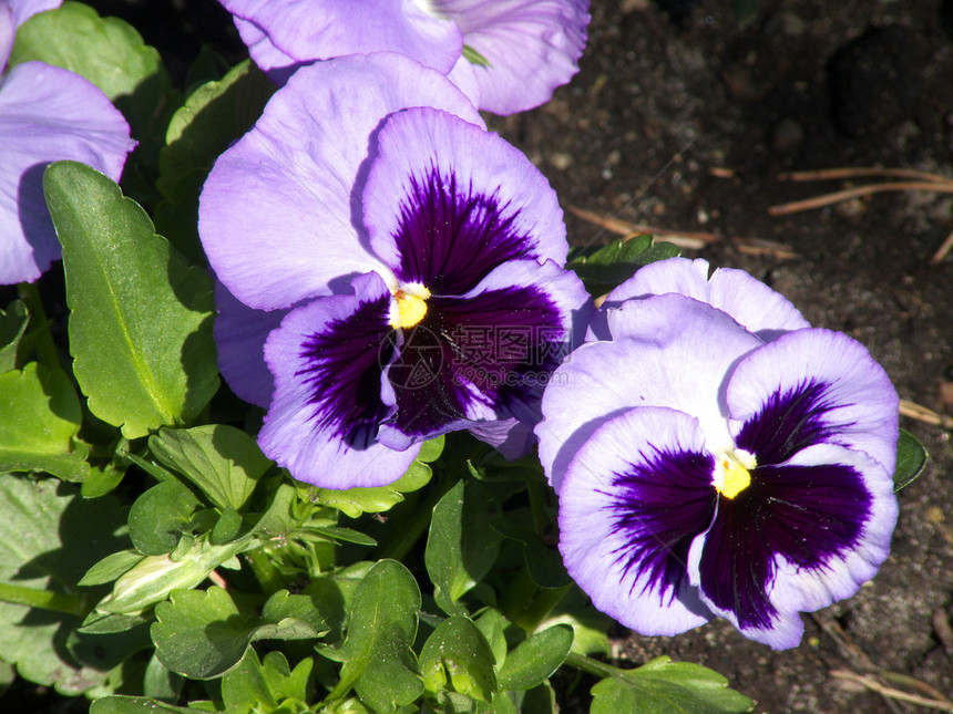 兵团绿色生长花园植物紫色植物学图片