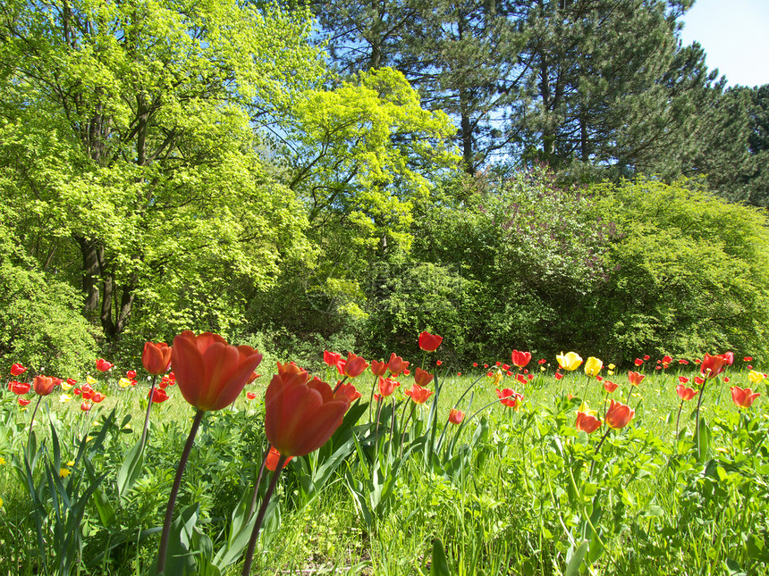 带有郁金花的字段太阳植物群红色郁金香绿色黄色场地植物花园公园图片