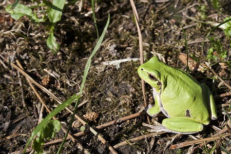 树蛙爬虫动物两栖绿色背景图片