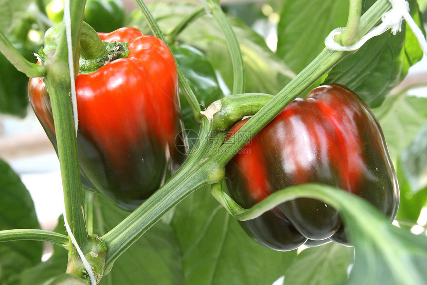 绿胡椒和红辣椒植物学生长植物水果农业食物蔬菜园艺香料季节图片