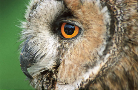 闭眼睛的猫头鹰猫头鹰眼睛羽毛危险杂色捕食者注意力黄眼睛背景