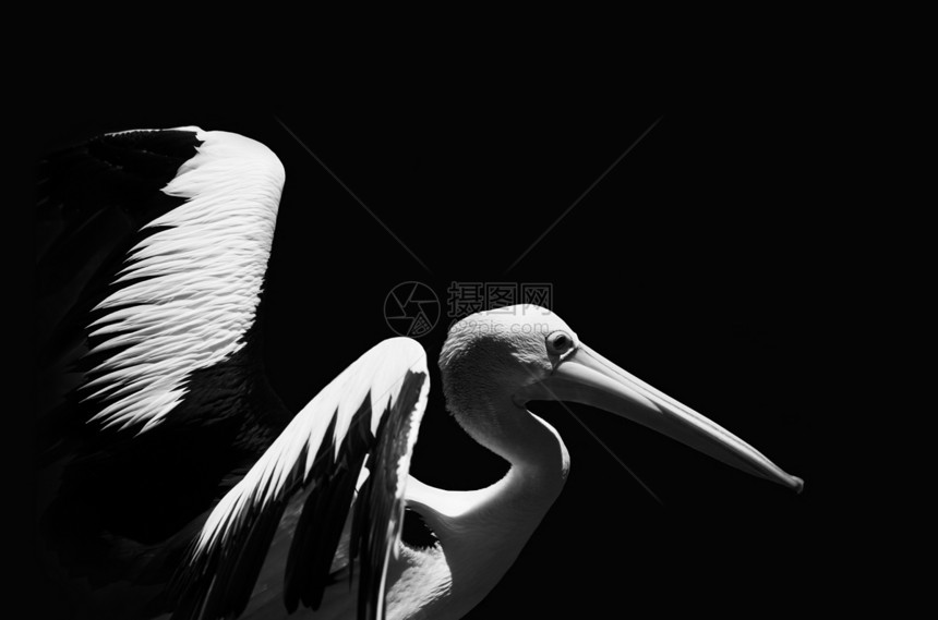 佩利卡动物园翅膀天鹅鸟类皇家黑色动物白色游泳账单图片
