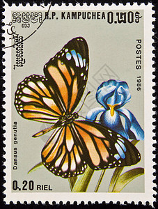 印章 花上的蝴蝶背景图片