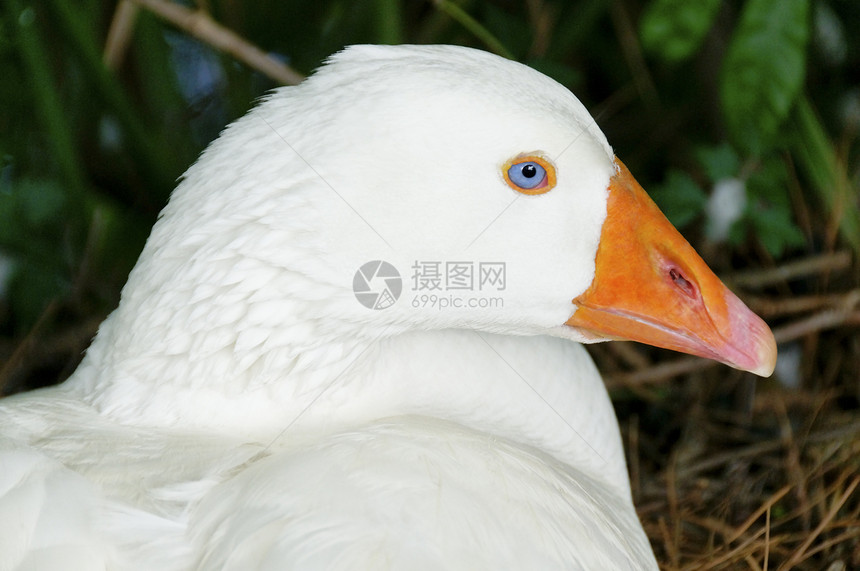 蓝眼鹅水禽白色农场橙子甘德眼睛家畜蓝色动物家禽图片