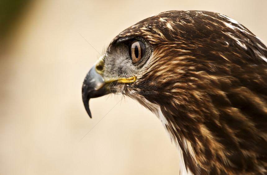 猛禽的肖像羽毛运动动物游隼训练风筝红隼猎鹰荒野猎物图片