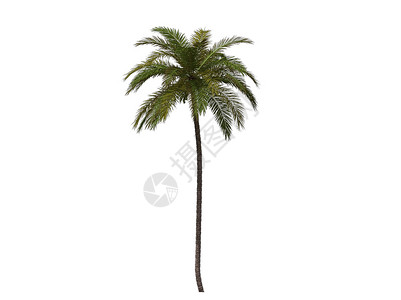 棕榈树棕榈晴天白色插图海滩光线背景图片