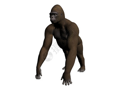 大猩猩插图白色男性动物背景图片