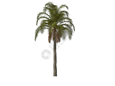 棕榈树晴天白色棕榈海滩光线插图背景图片