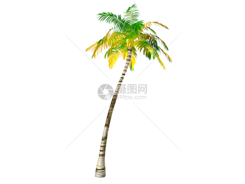 棕榈树光线棕榈晴天插图白色海滩图片