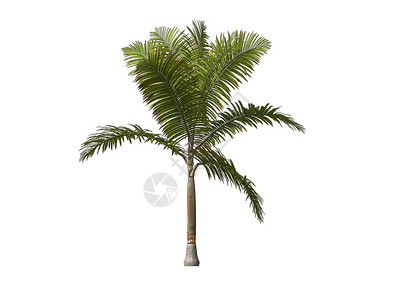 棕榈树白色海滩棕榈光线插图晴天背景图片