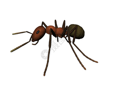 蚂蚁树木插图森林白色昆虫红色动物背景图片