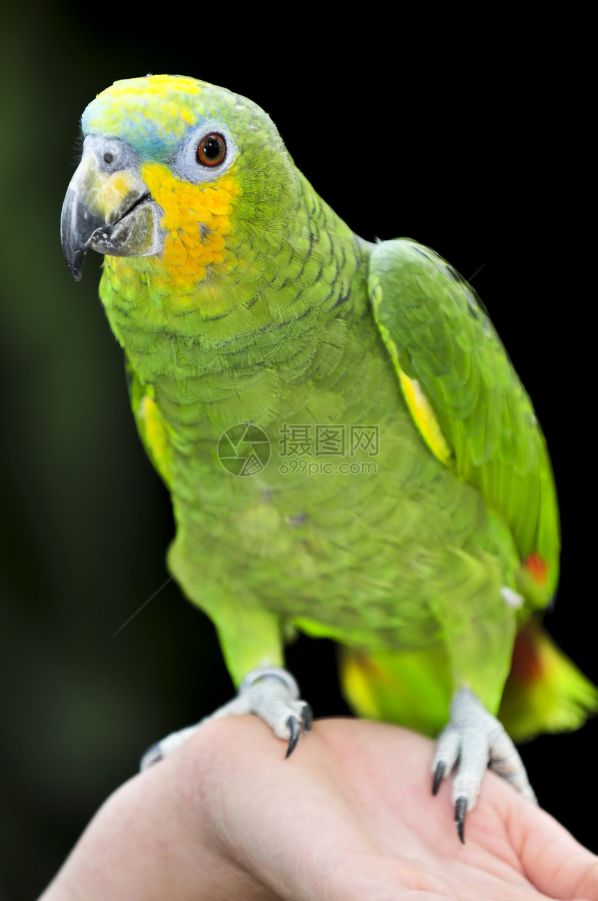 黄肩亚马逊鹦鹉翅膀羽毛热带黄色鸟舍动物讲话鸟类爪子伴侣图片