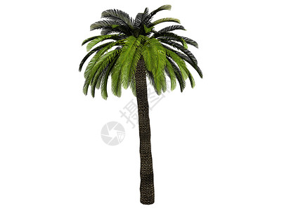 棕榈树光线海滩棕榈插图背景图片