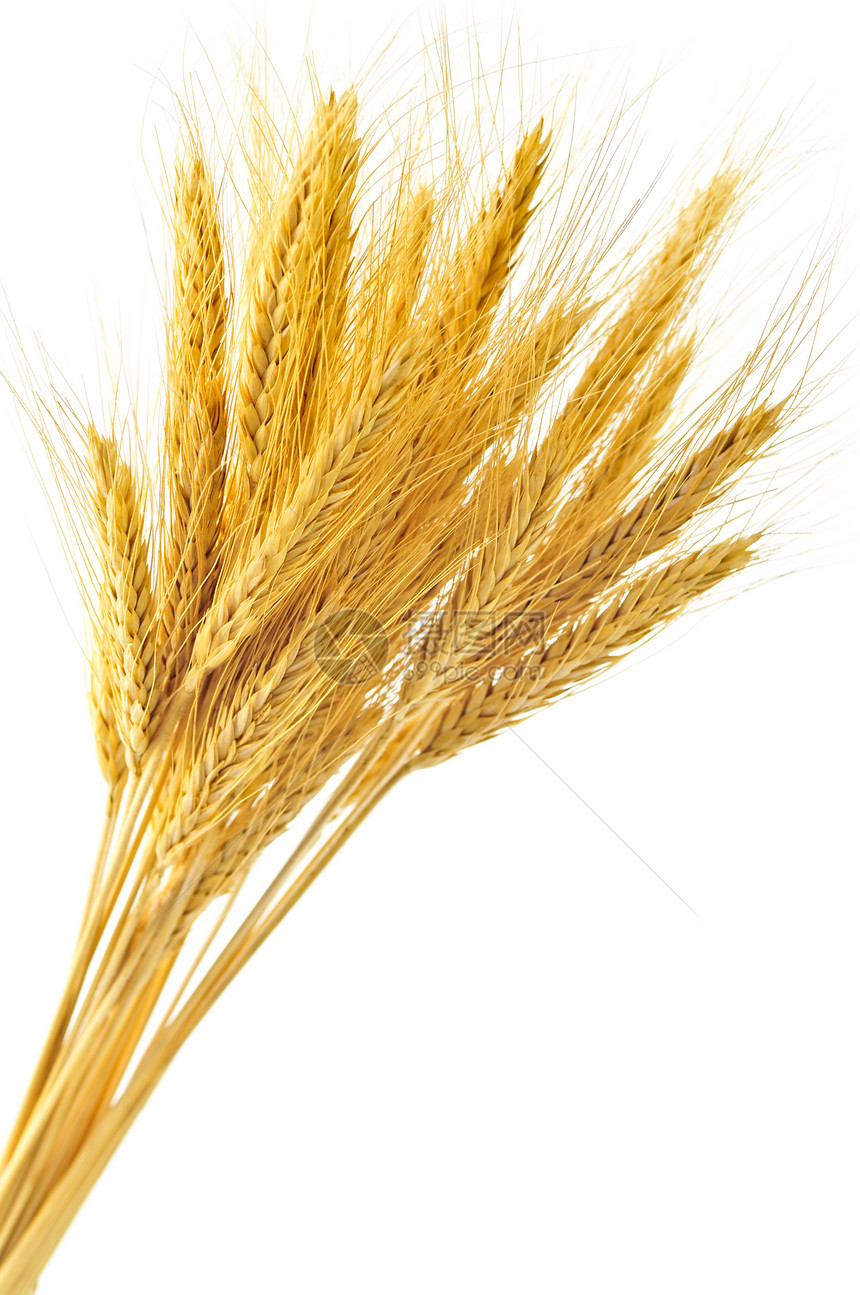 孤立小麦耳朵植物粮食纤维干草谷物白色营养大麦金子黄色图片