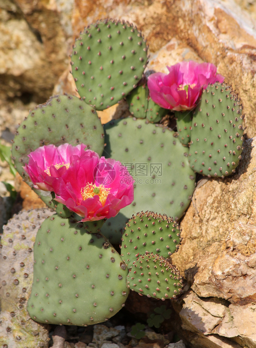 仙人掌花红花肉质植物沙漠芦荟花粉紫色绿色图片