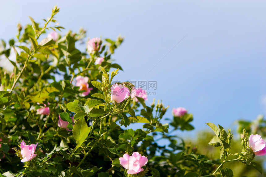 狗玫瑰背景野花场景植物学蓝色叶子花瓣季节荒野野蔷薇公园图片