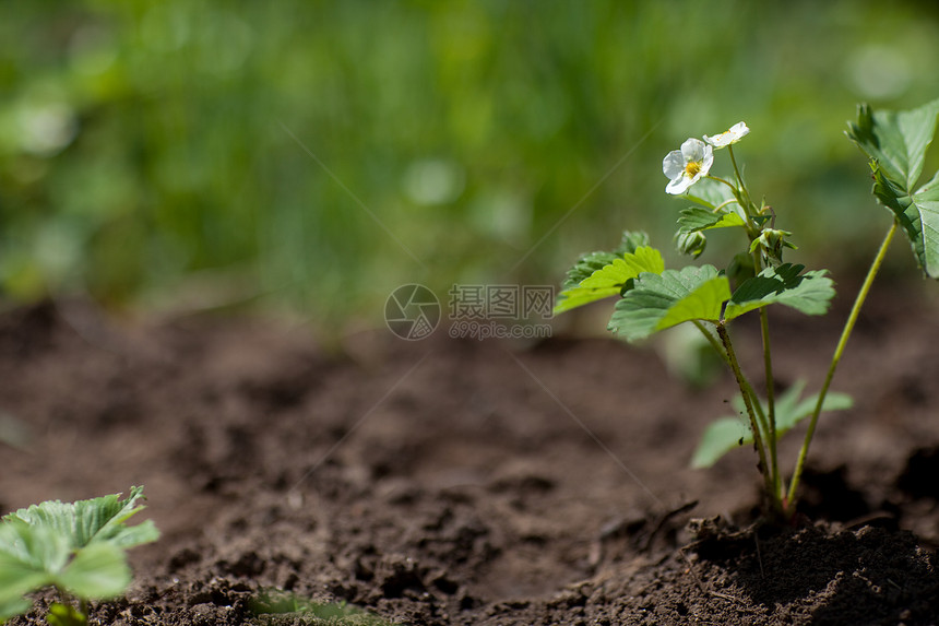 带花朵的草莓植物生长幼苗香气土地花园地面季节场地植物学农场图片