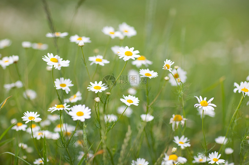 谢米米尔疗法叶子植物芳香场景花粉季节花瓣生态草本植物图片
